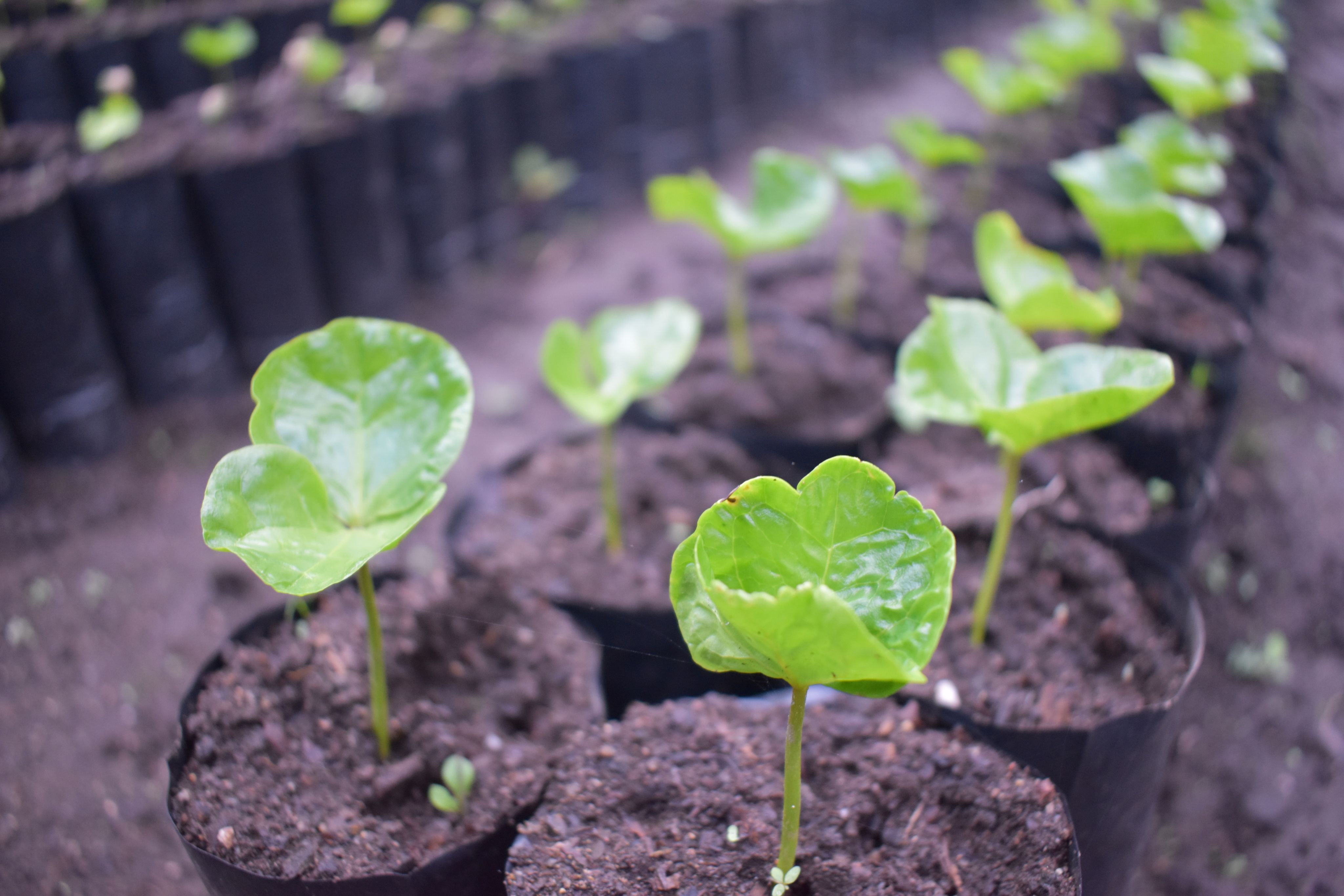 coffee seedlings in Mexico