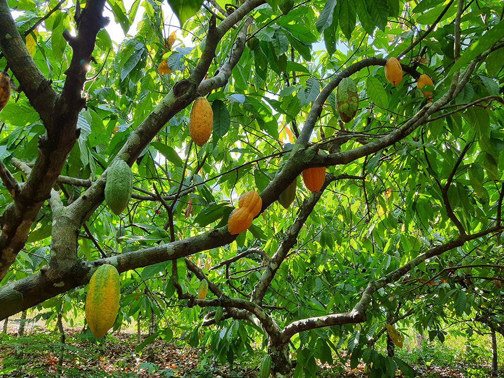 Cocoa plant in Brazil