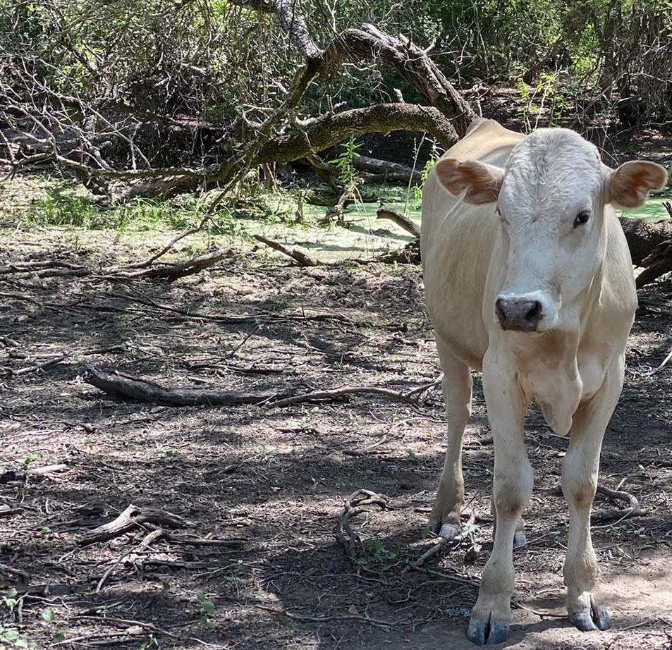 Calf