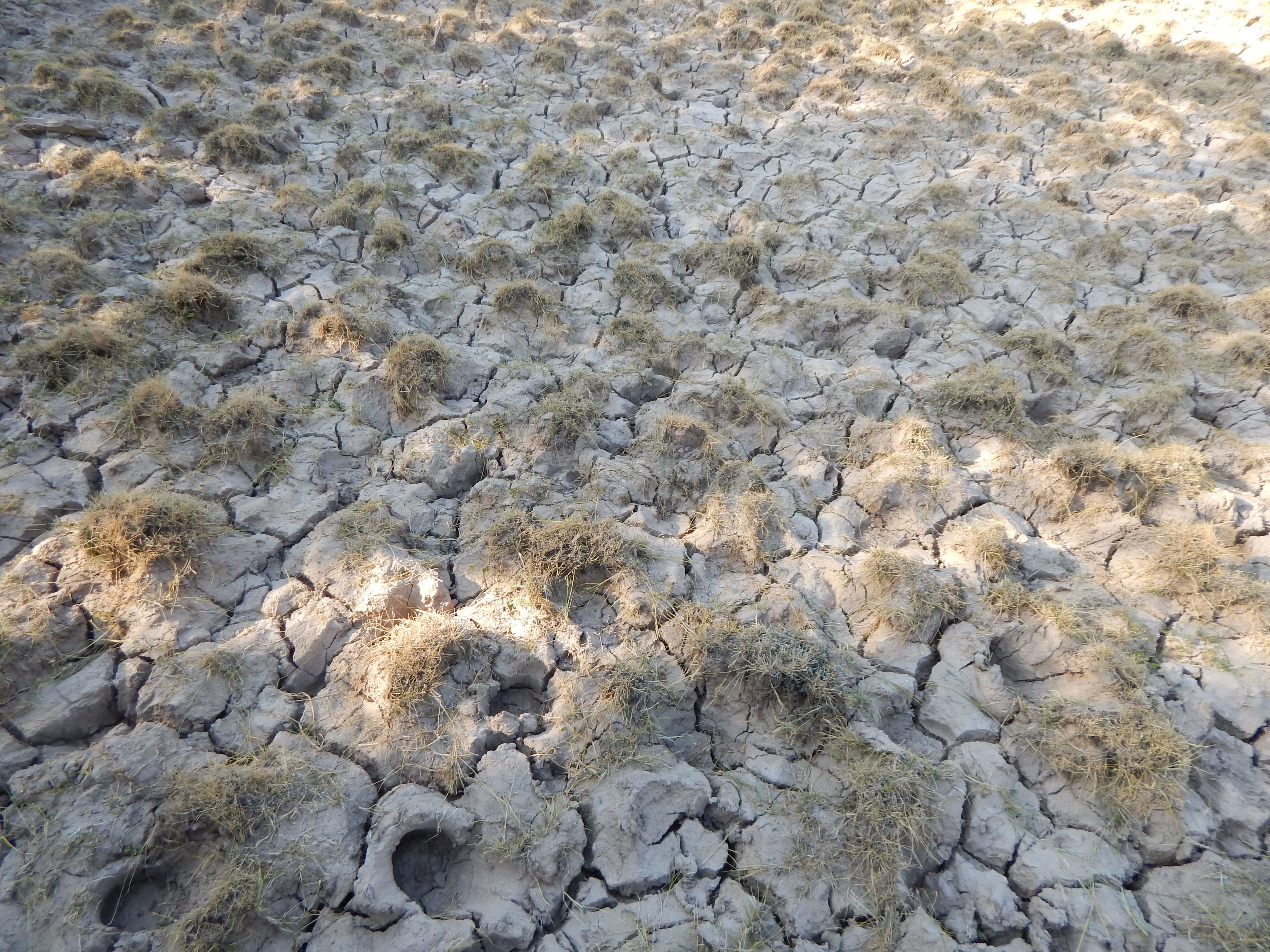 Dried out land