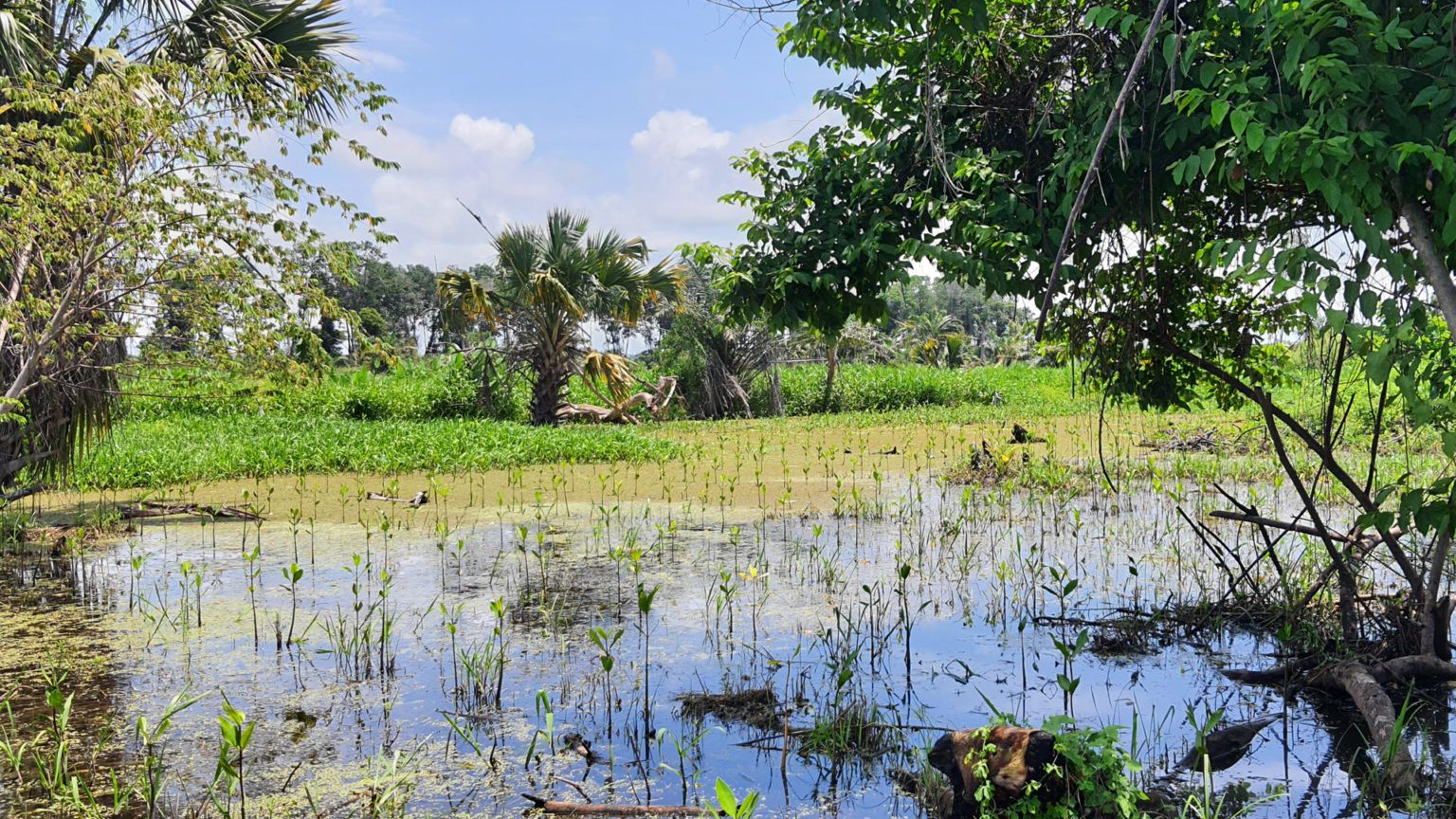 Mangroves swamps are an important resource absorbing carbon dioxide from the atmosphere