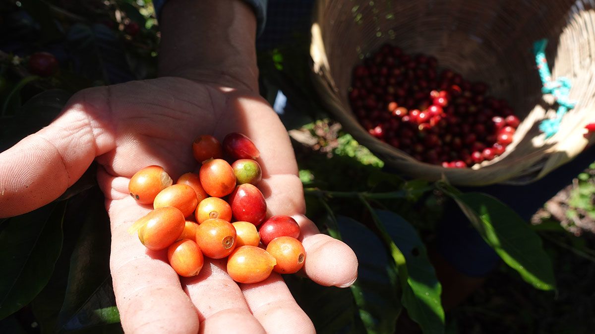 Mary Wairimu Oloo, Coffee Farmer in Kenya, working on her farm