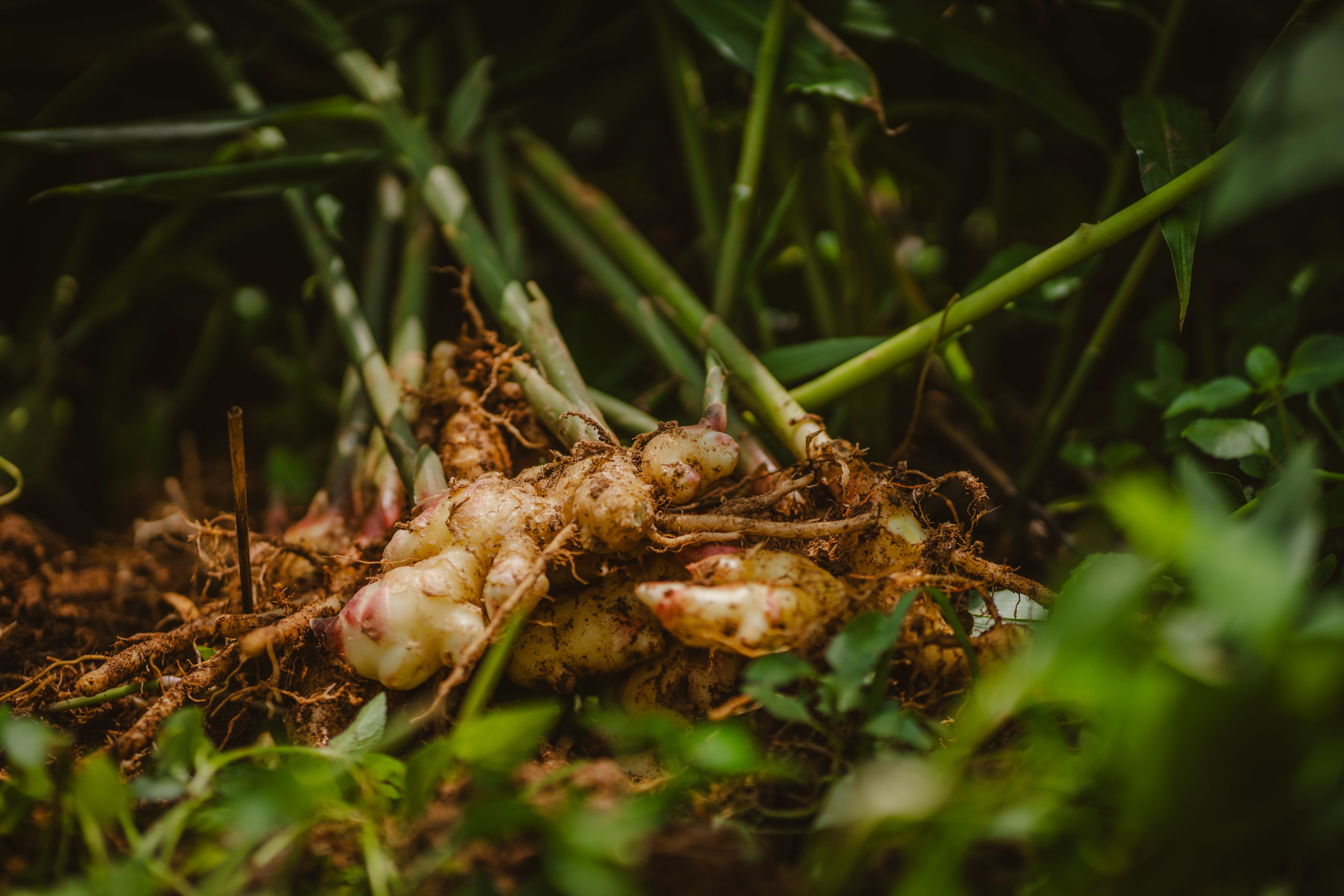ginger root
