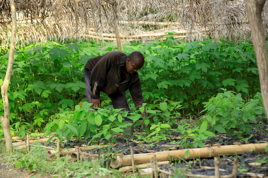 A farmer in Côte d'Ivoire tends to his tree nursery