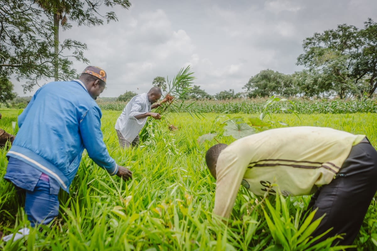 Farmers in Nigeria harvest ginger
