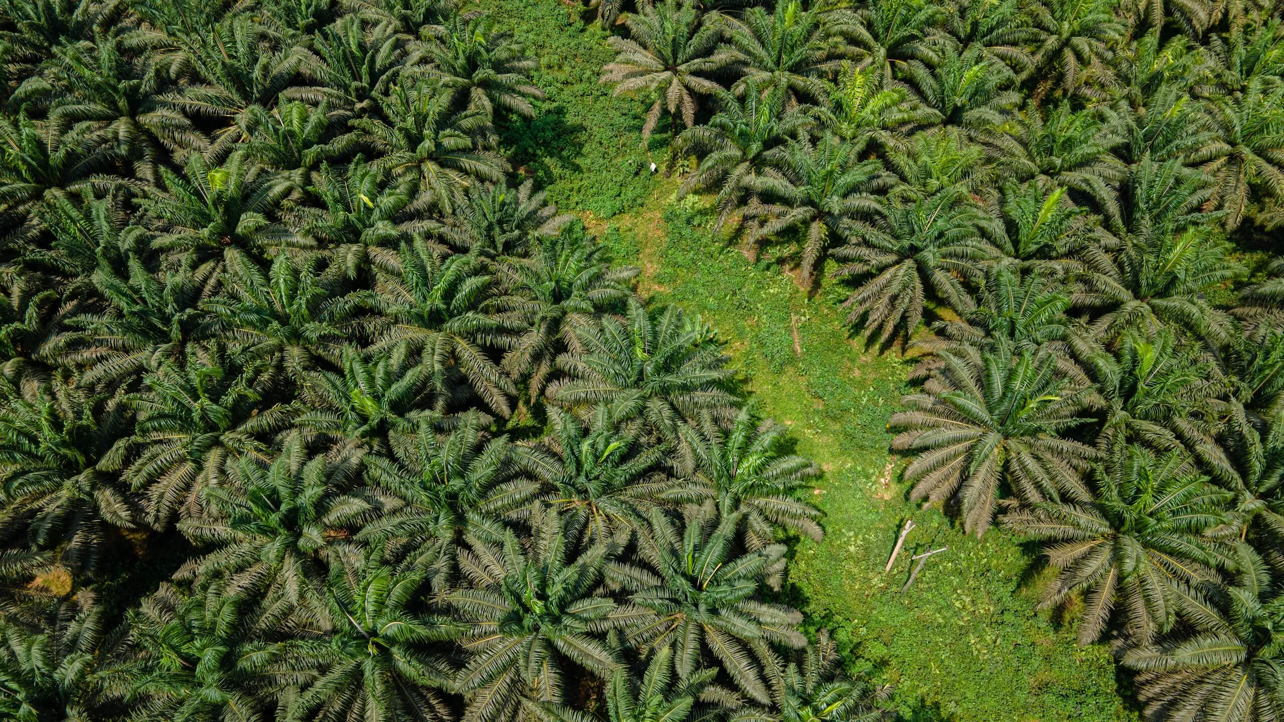 Aerial view of palm trees