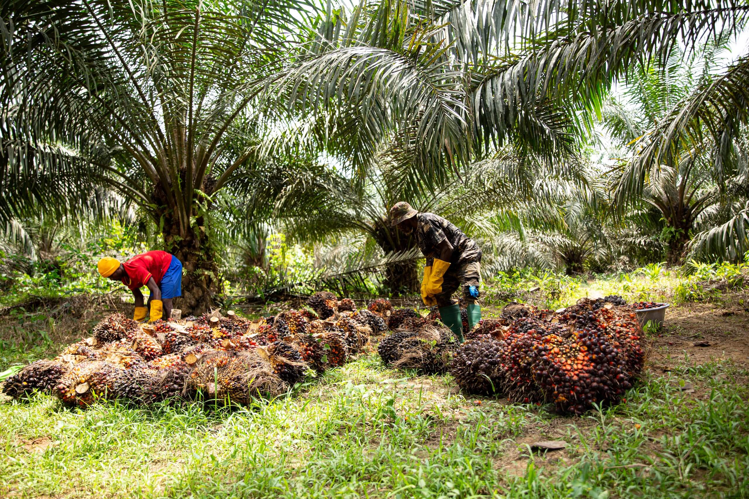Oil palm farmers