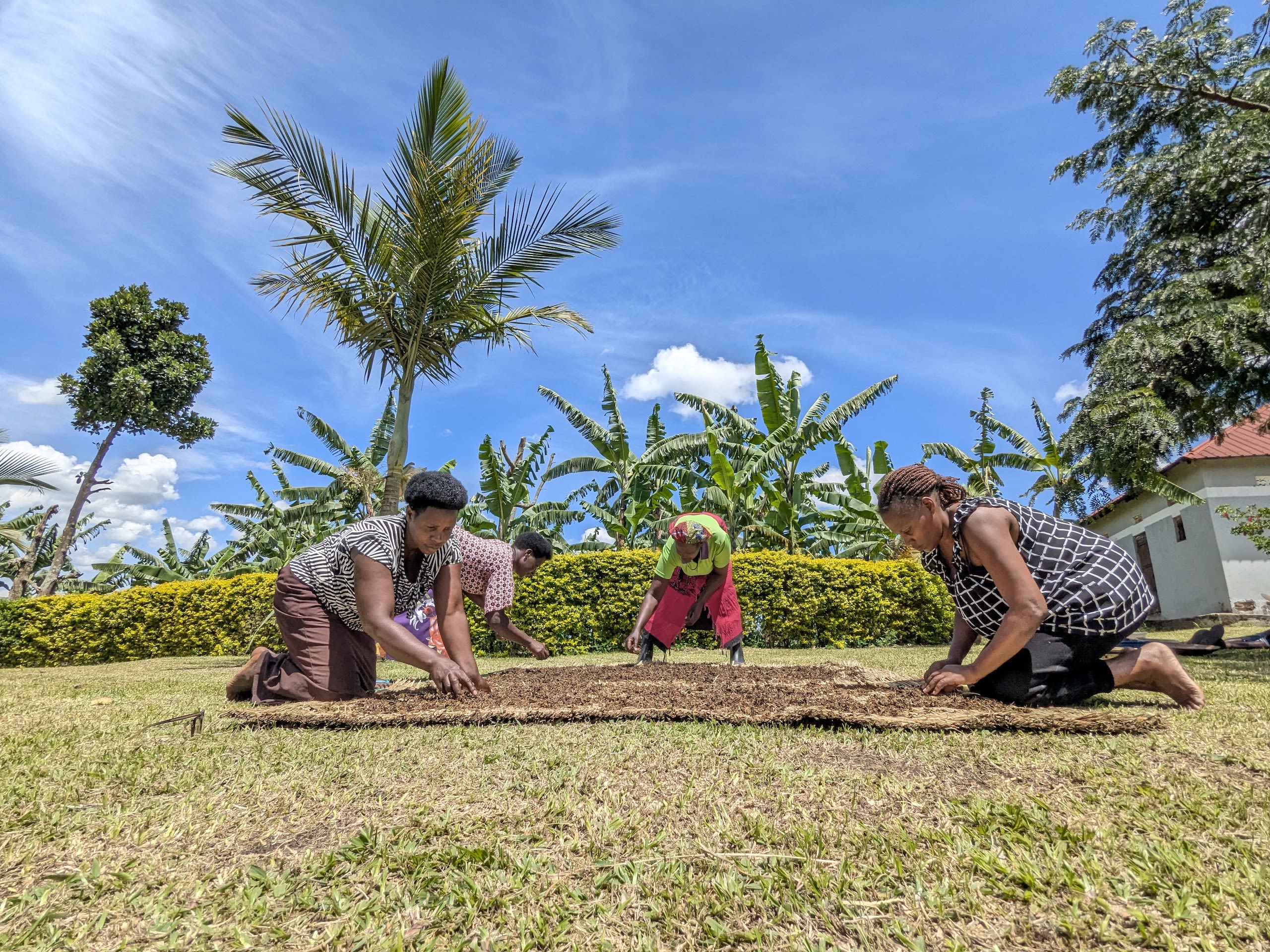 Tea workers drying leaves in the sun
