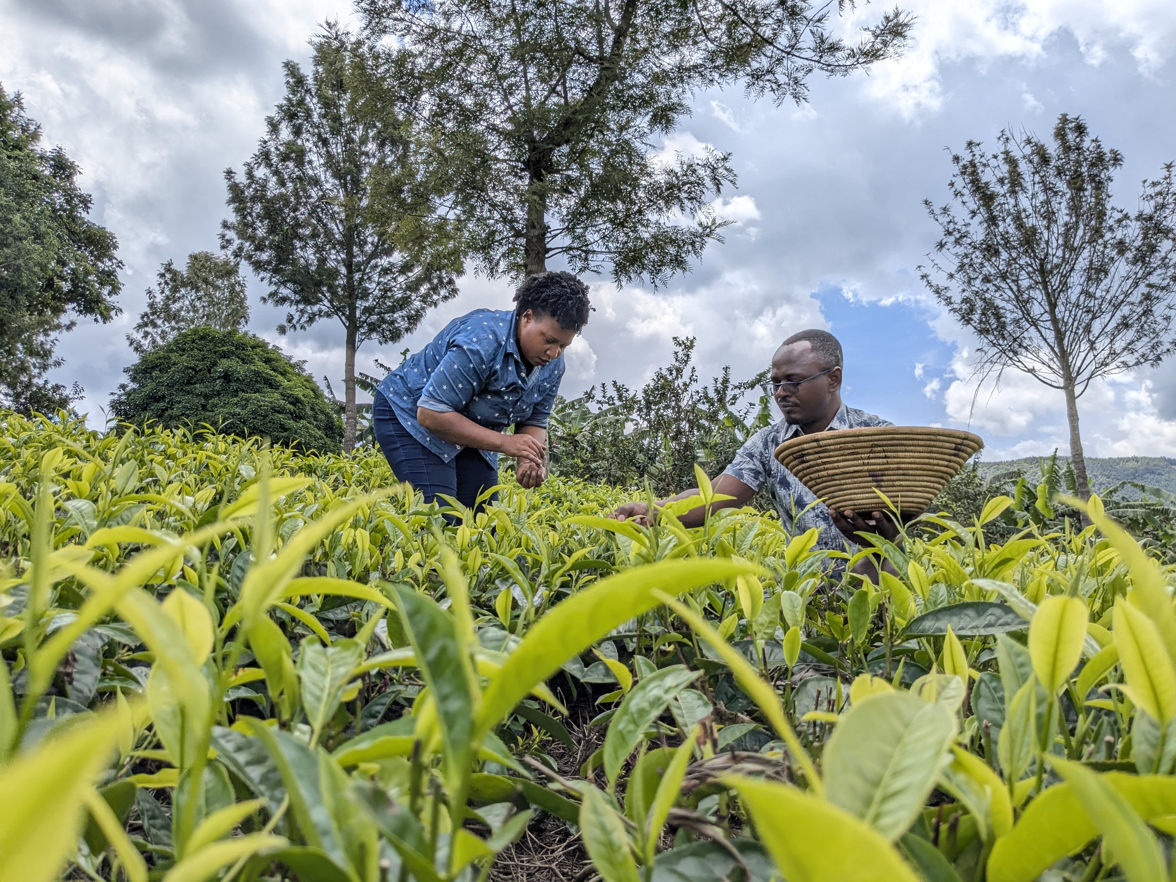 Picking tea leaves