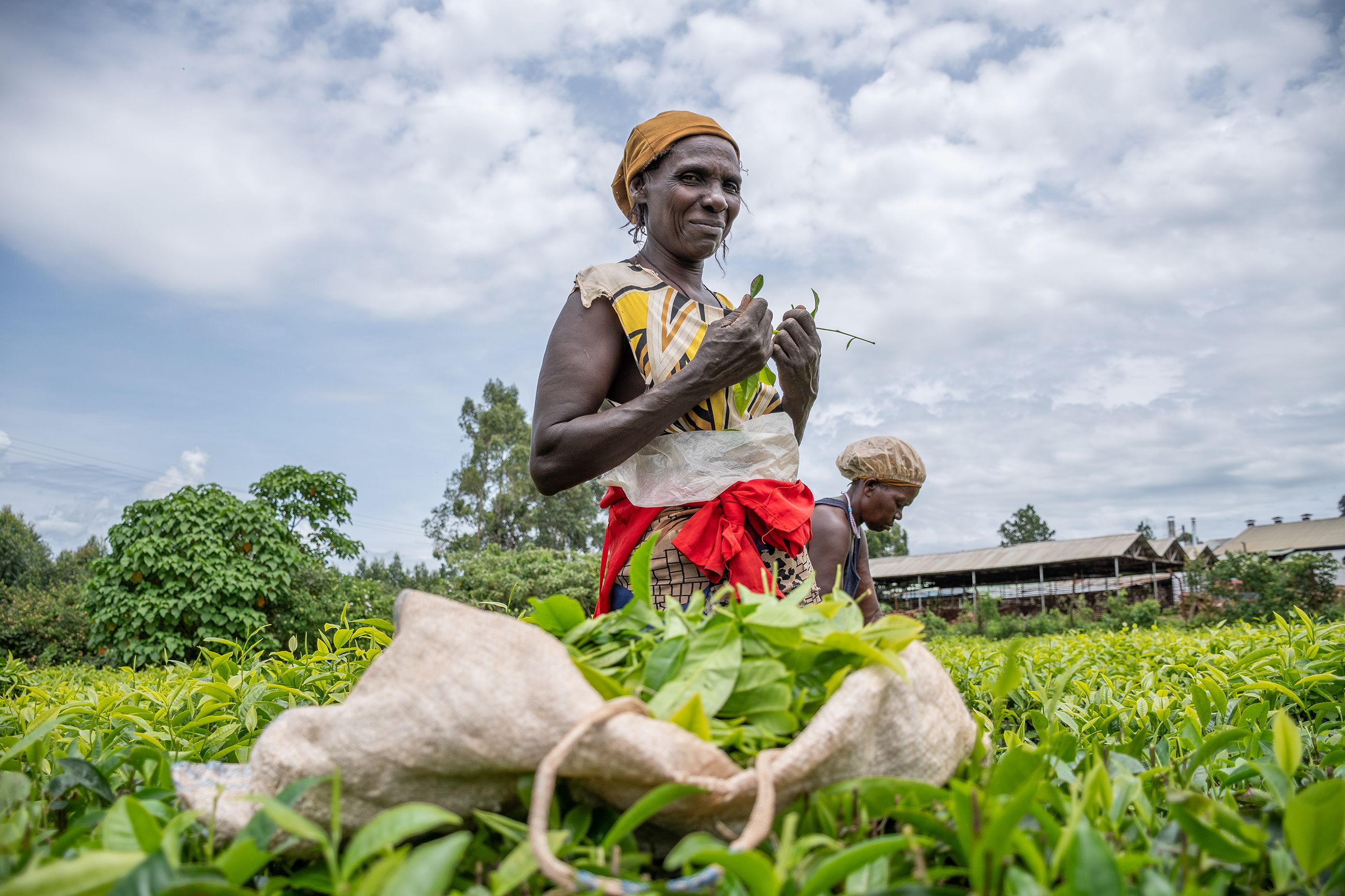 Tea worker