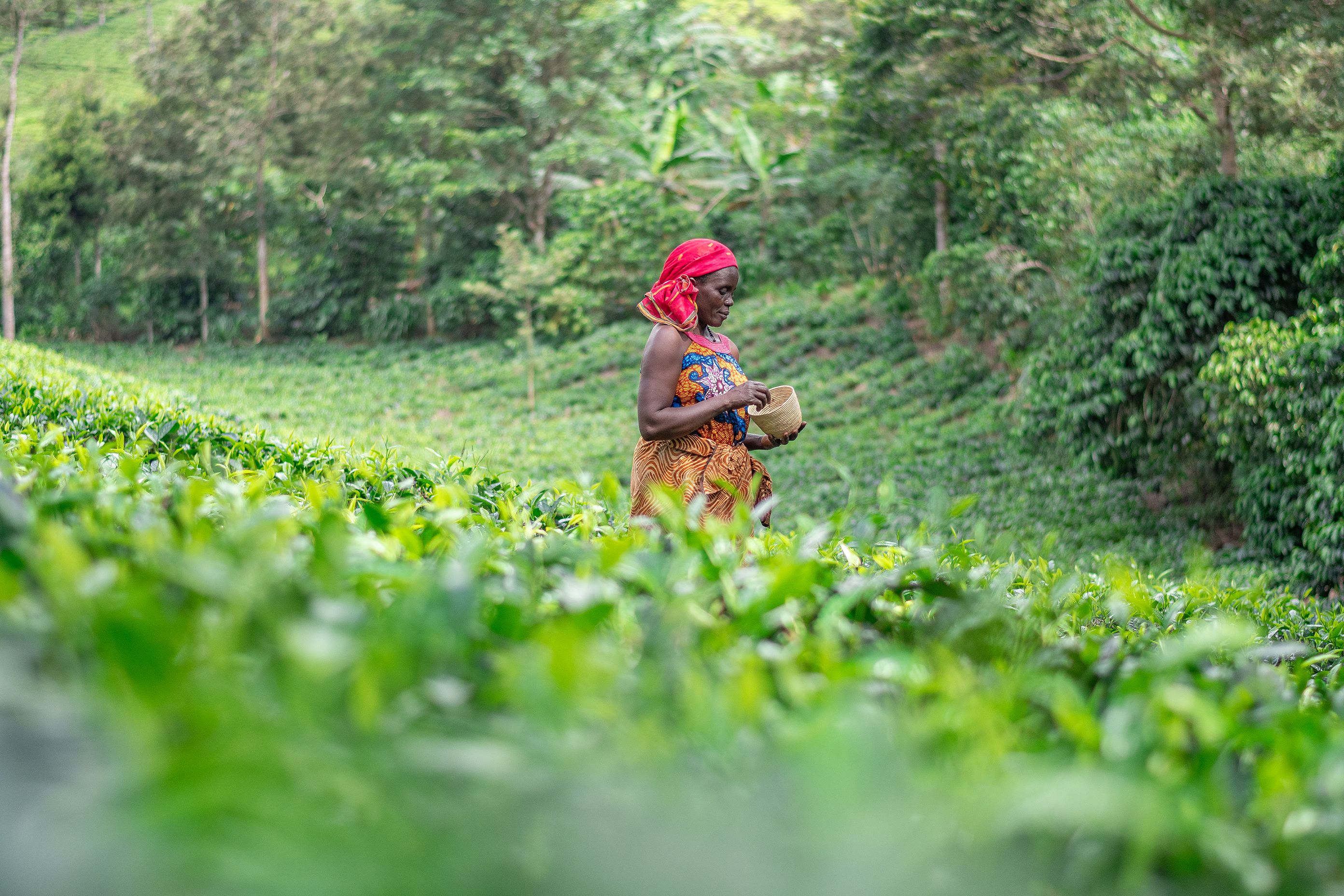 Tea worker