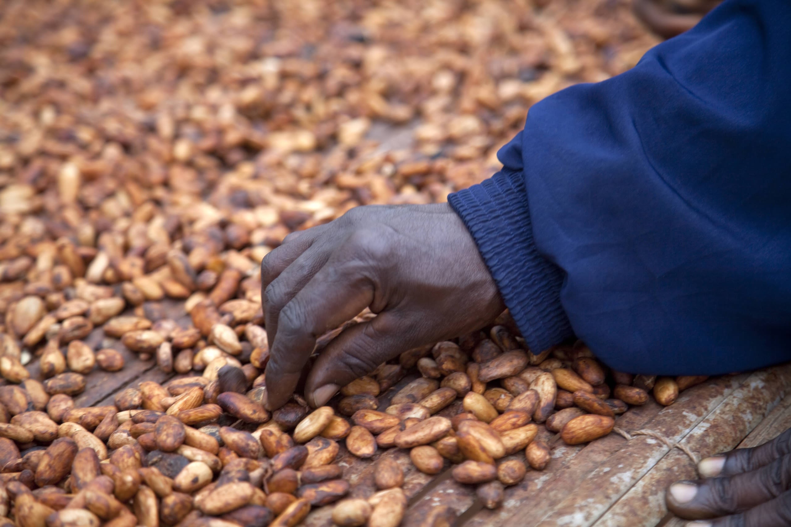 Cocoa beans