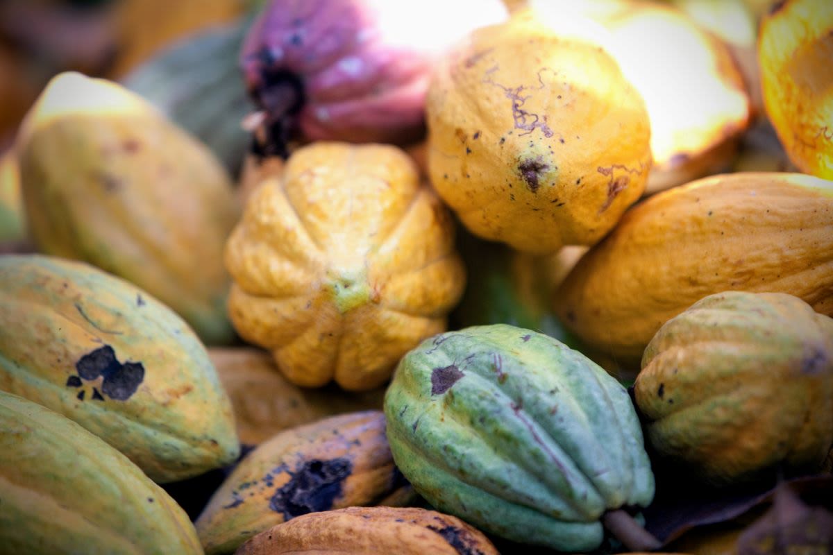 Cacao pods