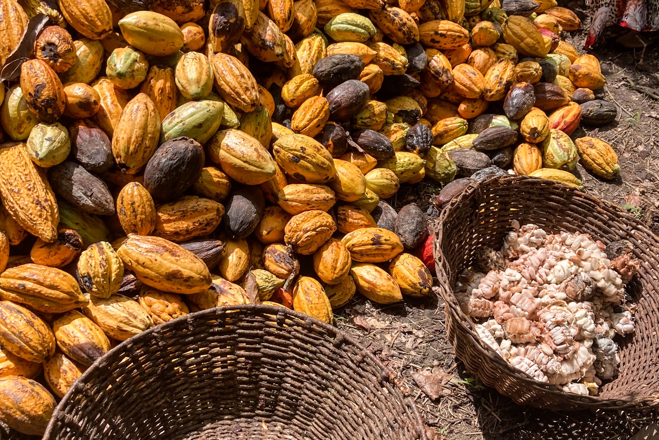 Cacao pods and cocoa beans