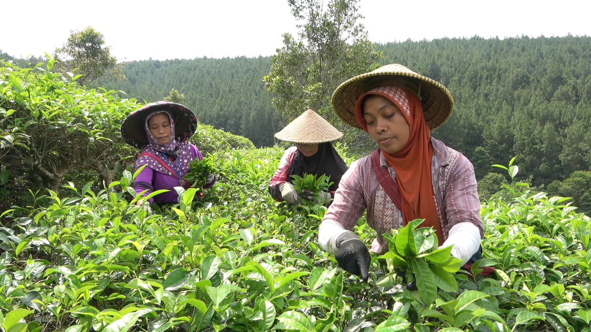 Women tea farmers plucking