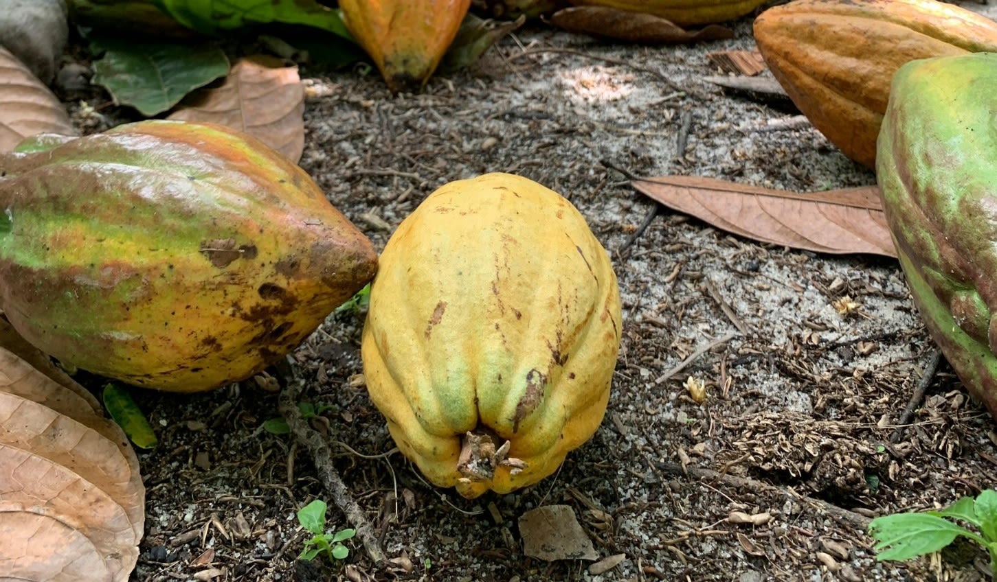 Cacao pods on the ground