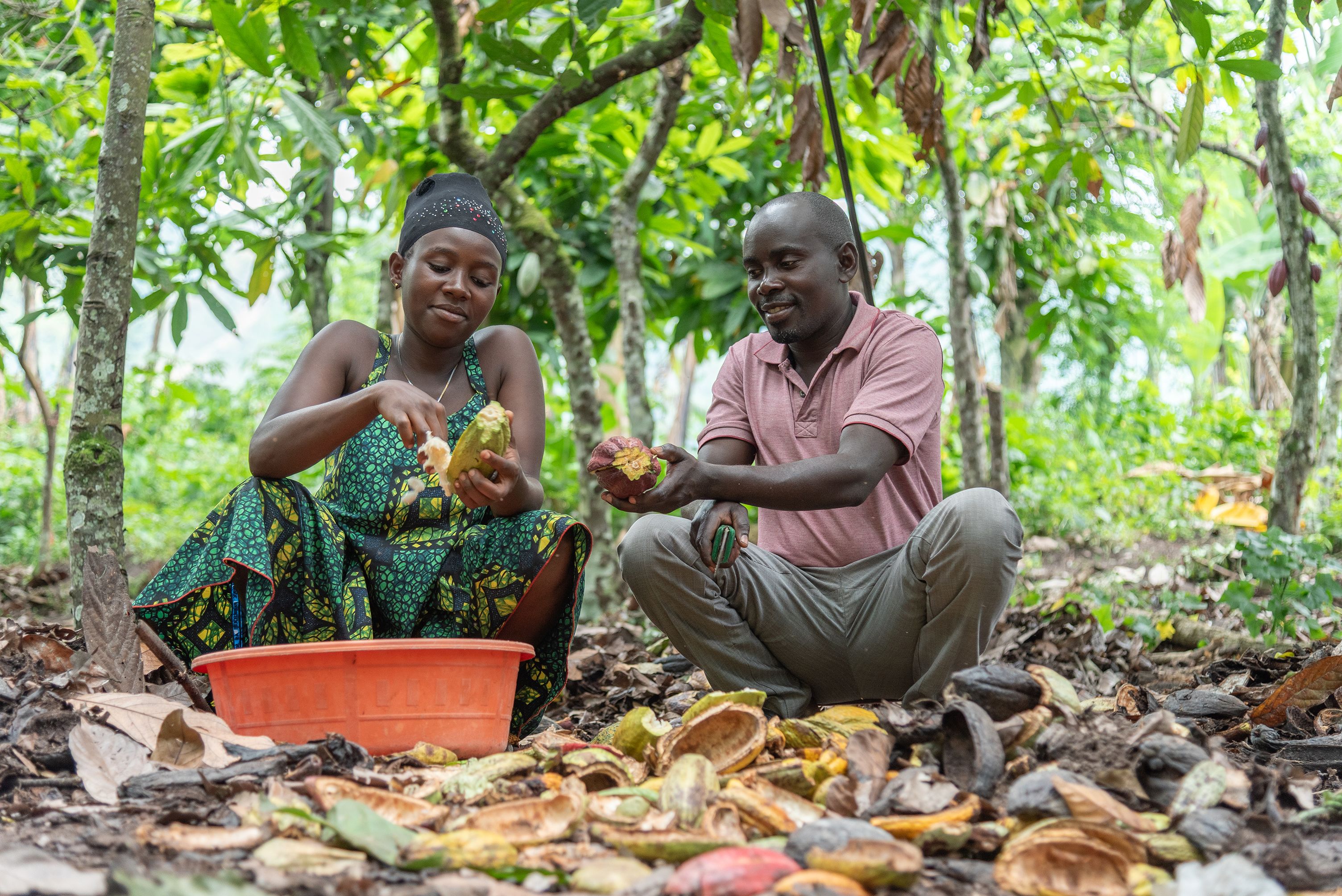 Farmers opening cacao pods