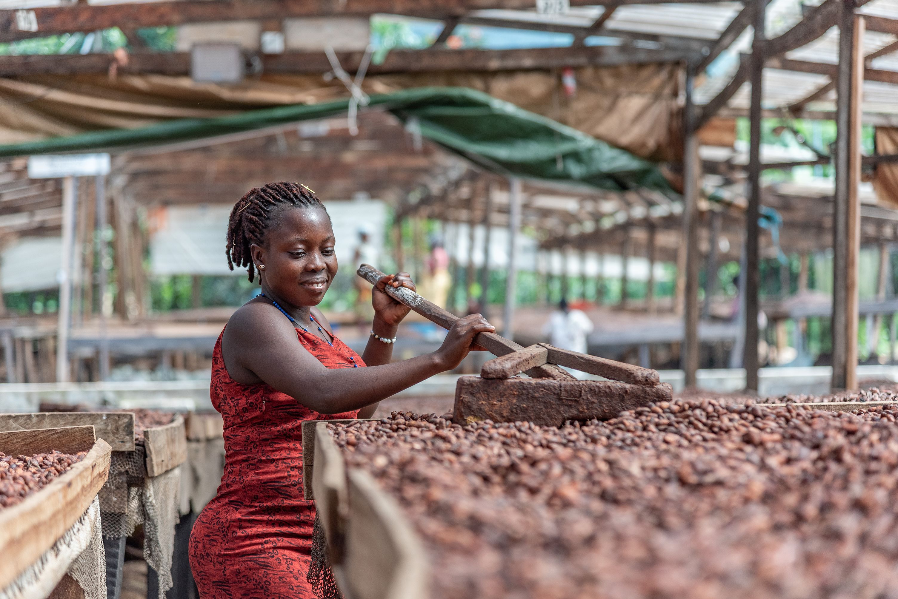 Farmer laying out cocoa beans