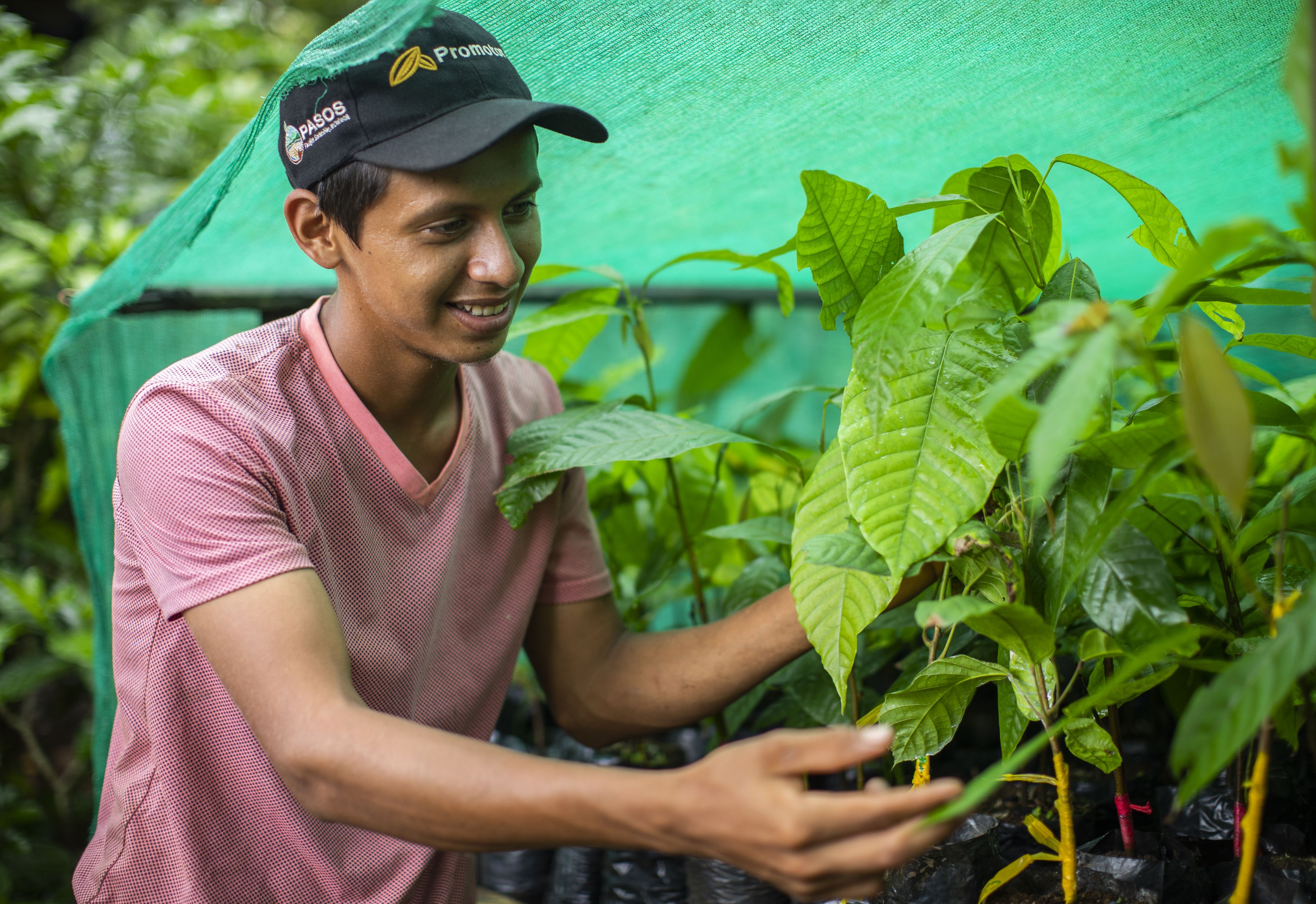 Farmer tending to a plant