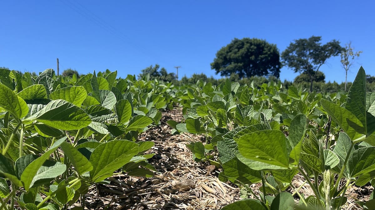 Sona Bai is a soybean farmer in India